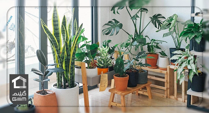 نمونه های گیاهان آپارتمانی