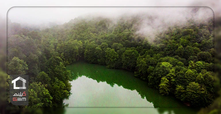 جنگل مه زده اطراف دریاچه
