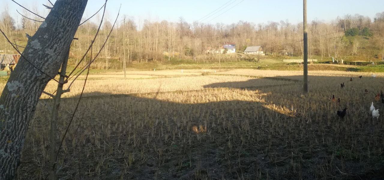 زمین 15000 متری در رشت روستای مژدهه