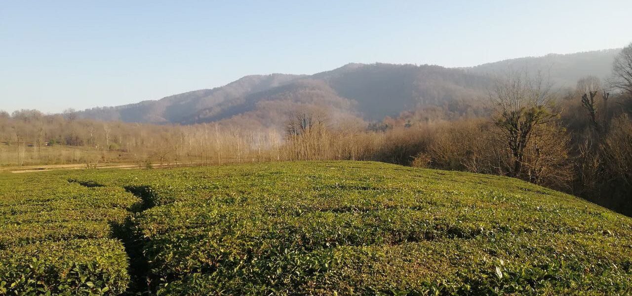 زمین 15000 متری در رشت روستای مژدهه